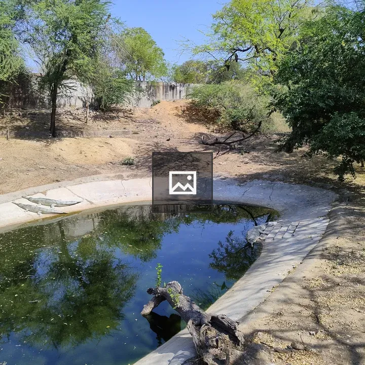 Crocodile by Pond Edge