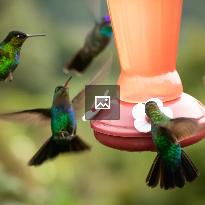 Hummingbirds at Feeder