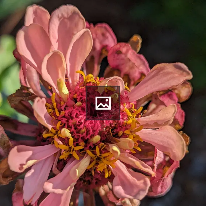 Pink Zinnia Wilting