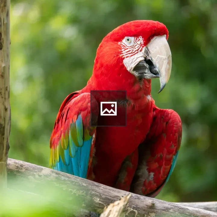 Colorful tropical bird