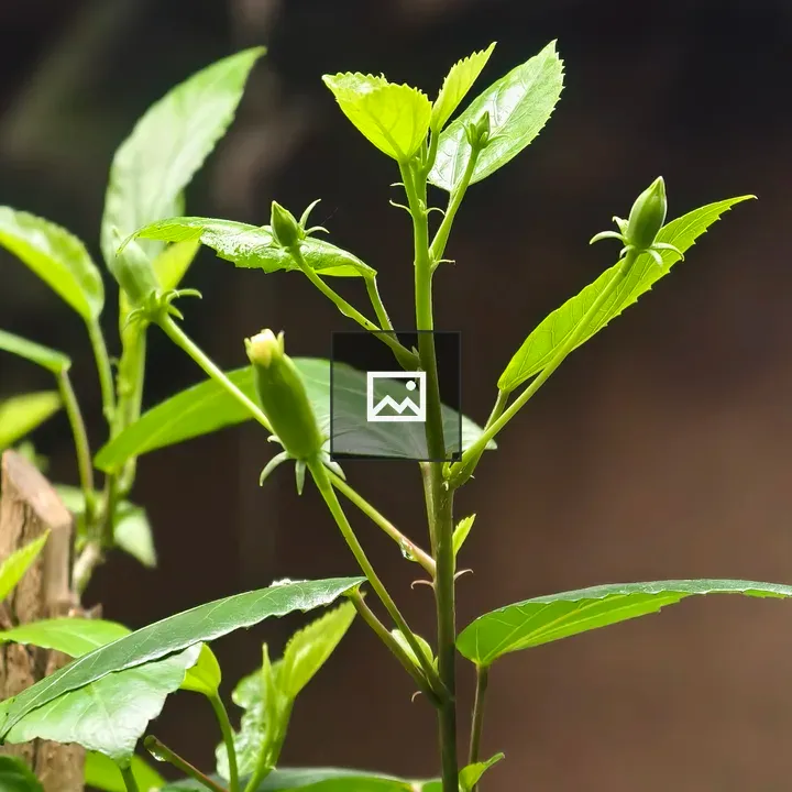 Green plant with budding flowers