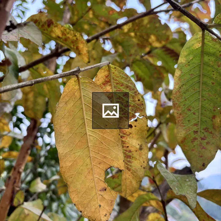 Close-up of yellowing leaves
