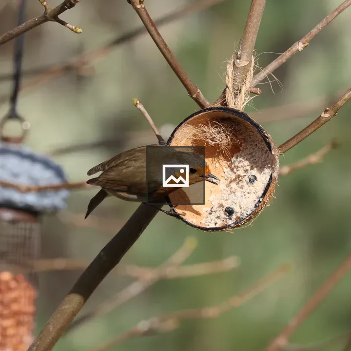 Robin Feeding from Coconut Feeder