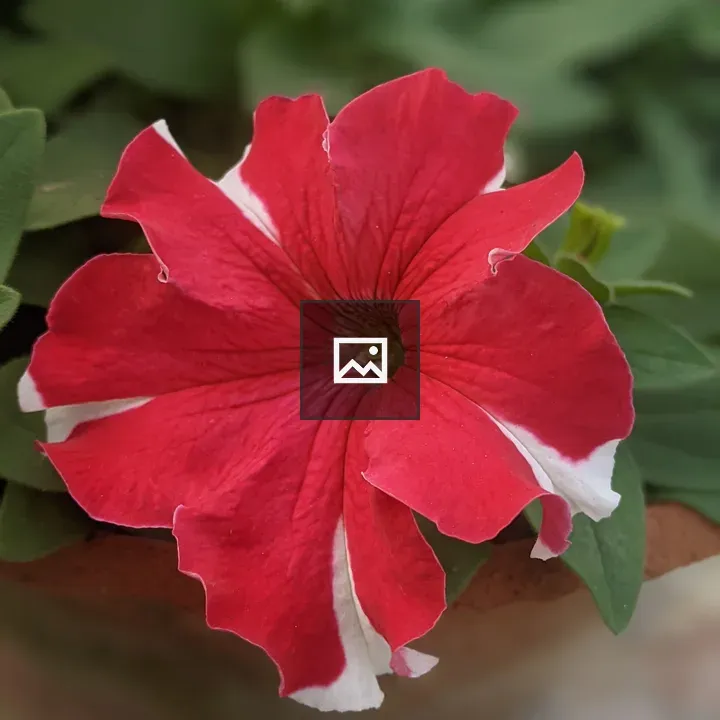 Petunia flower close-up