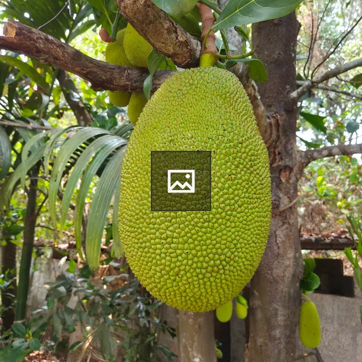 Jackfruit on a Branch
