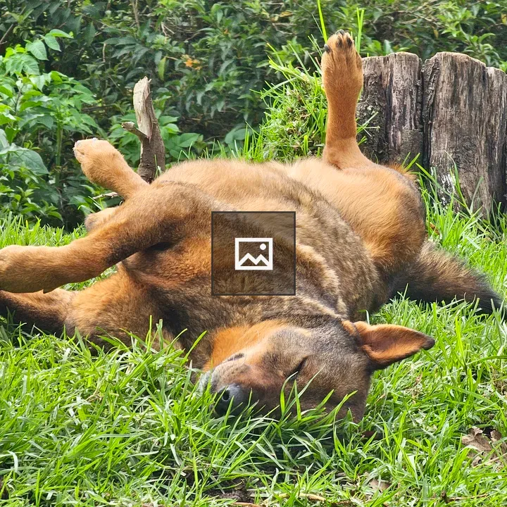 Brown Dog Lying on Grass