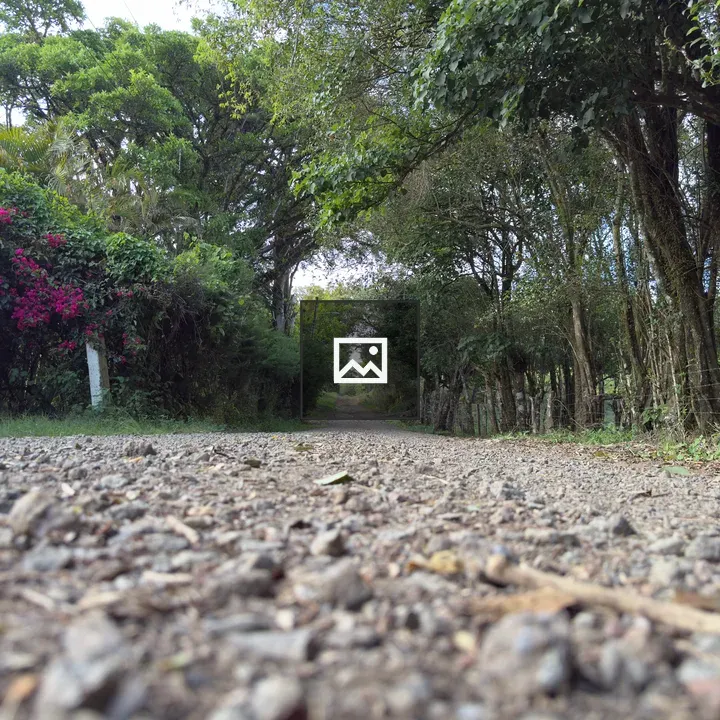 Gravel Path Through Tree Corridor