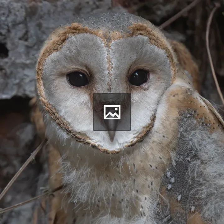 Juvenile barn owl close-up
