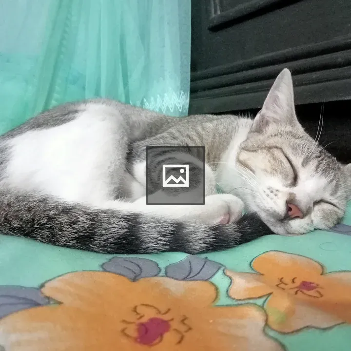 Female domestic cat sleeping on bed