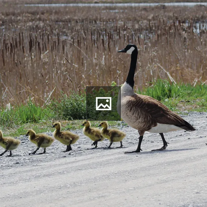 Canada Goose with Goslings