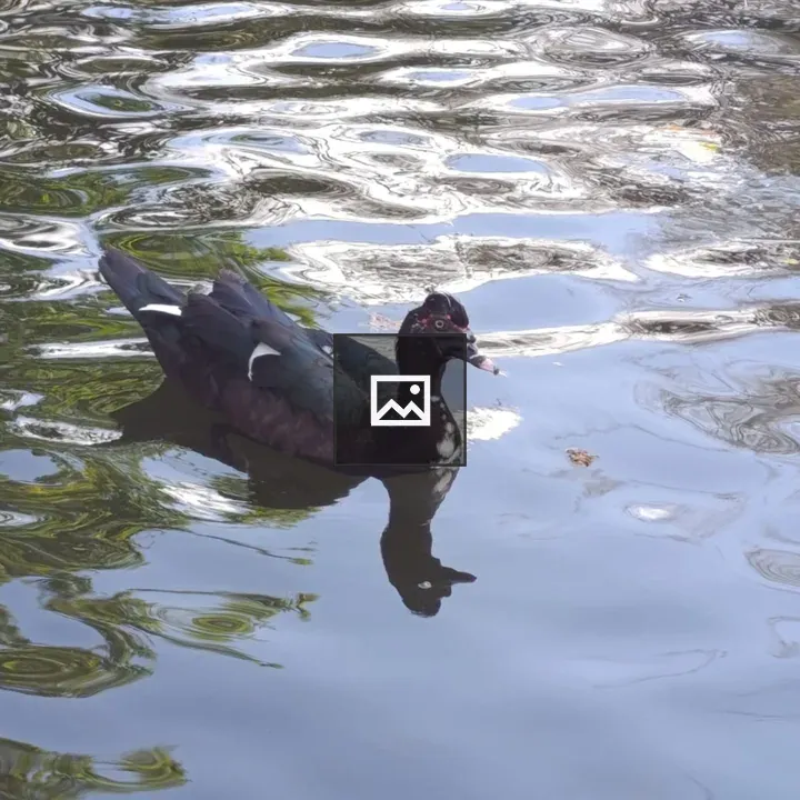 Black duck swimming in a pond