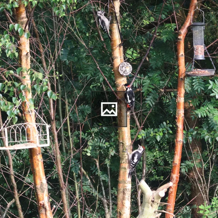 Three Greater Spotted Woodpeckers
