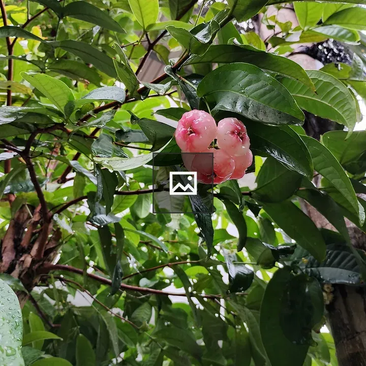 Pink rose apples on tree