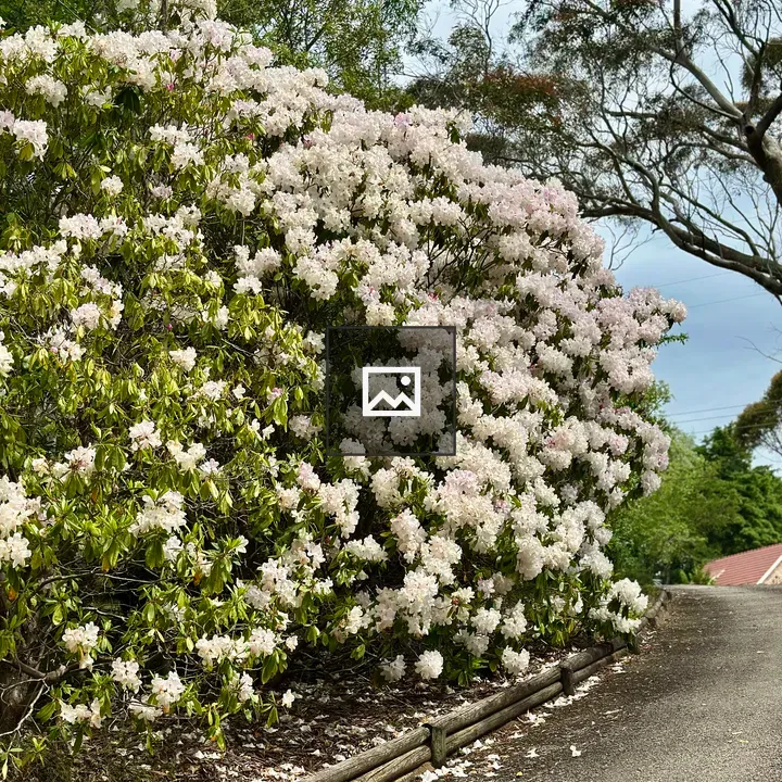 White rhododendron bloom