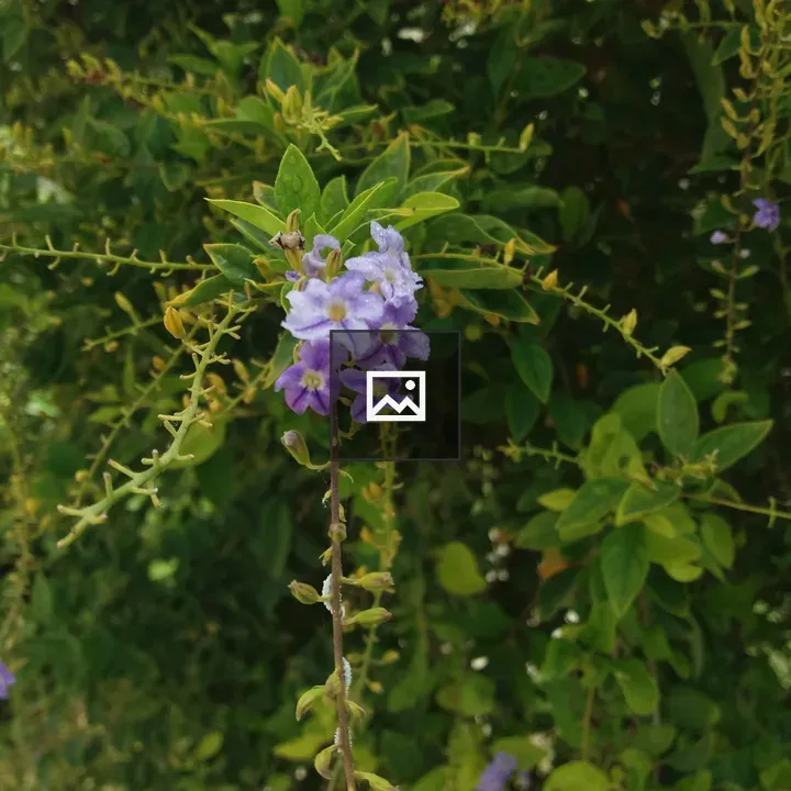 Purple flowering shrub