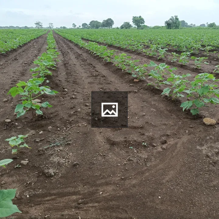 Young cotton plants in field