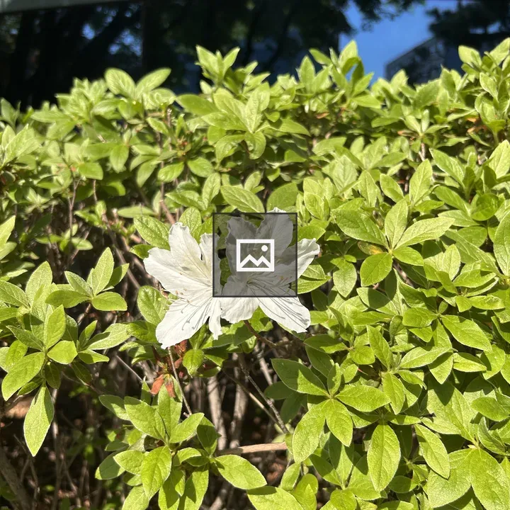 White flower among green leaves
