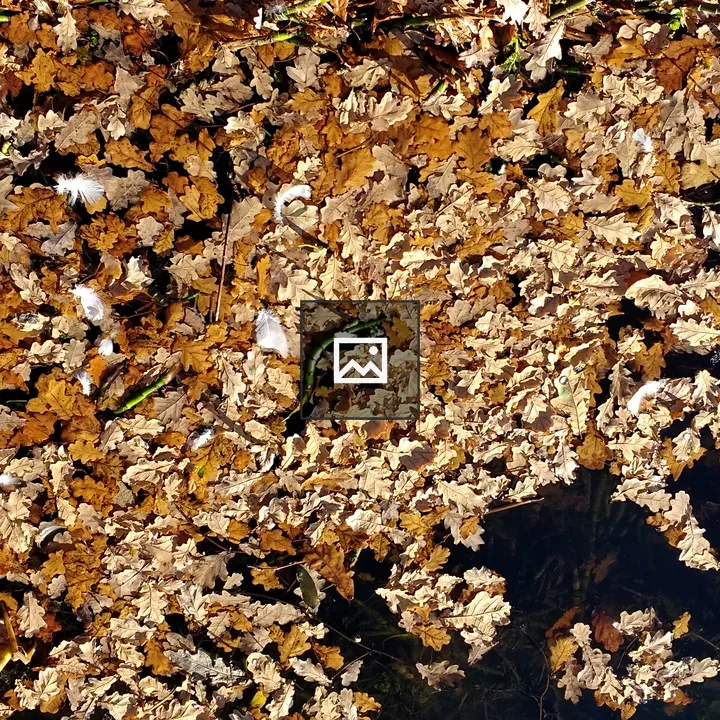 Autumn Leaves on Water