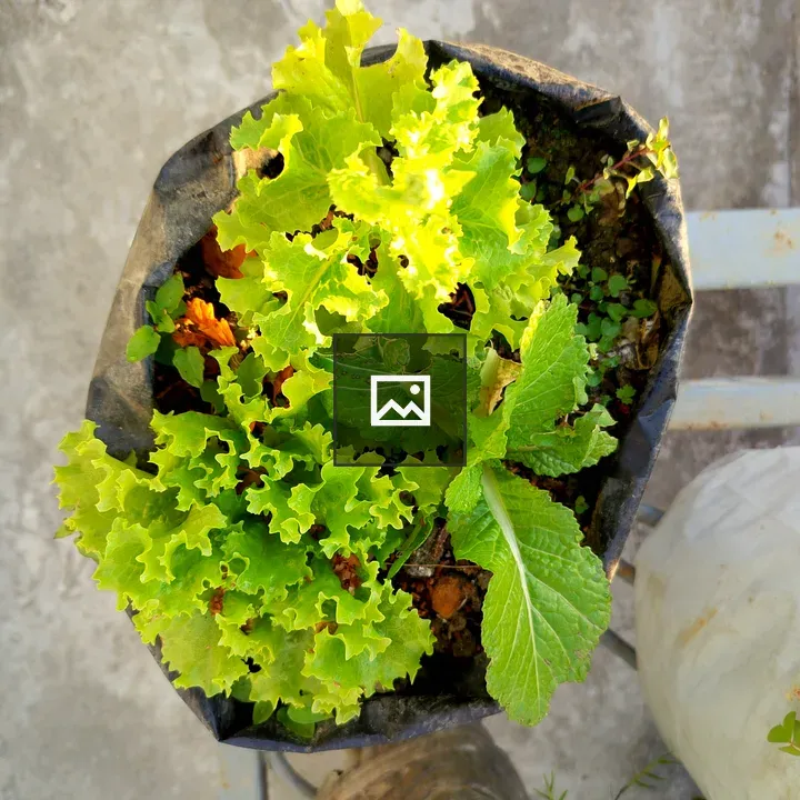 Top-Down Lettuce Plant