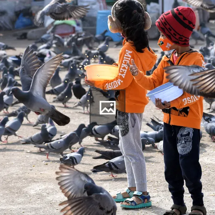 Children Feeding Pigeons