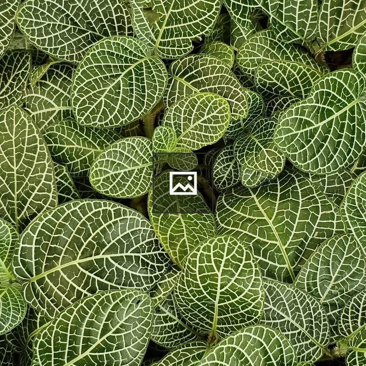 Close-up of Fittonia leaves