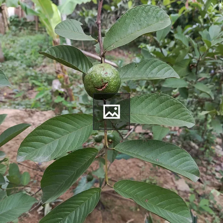 Guava on Garden Branch