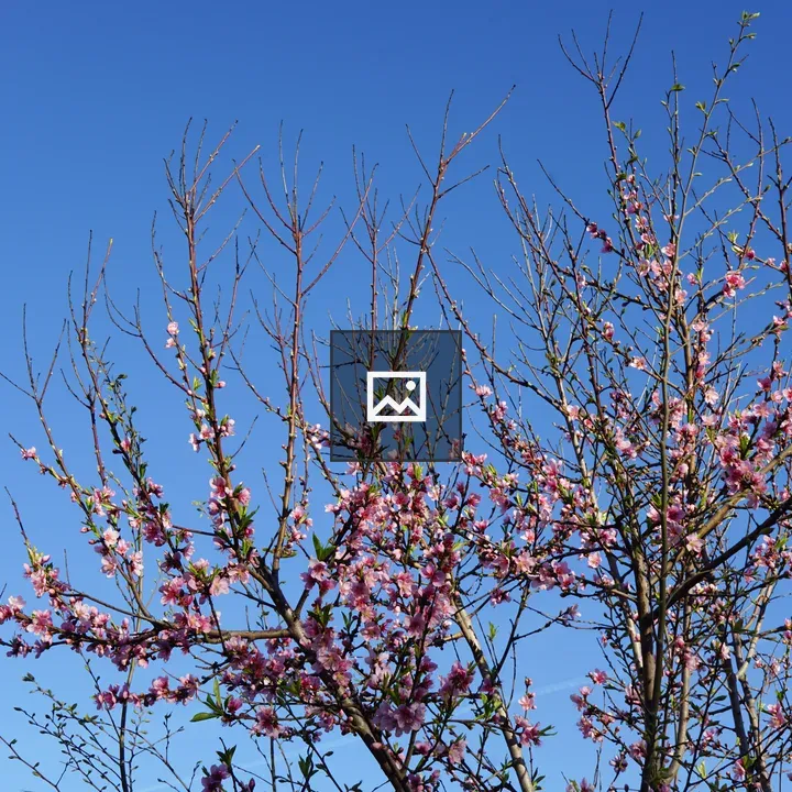 Almond bloom against blue sky