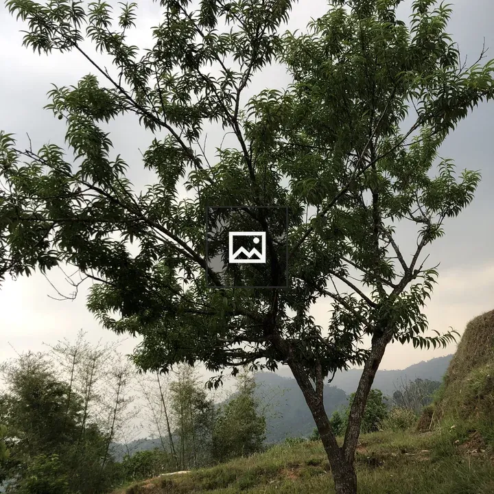 Solitary tree on hillside