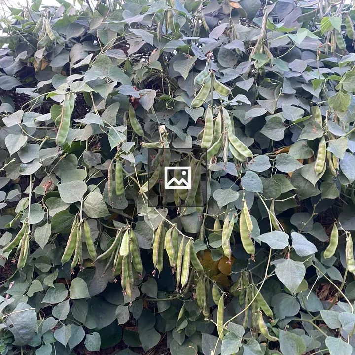 Green bean vine with pods