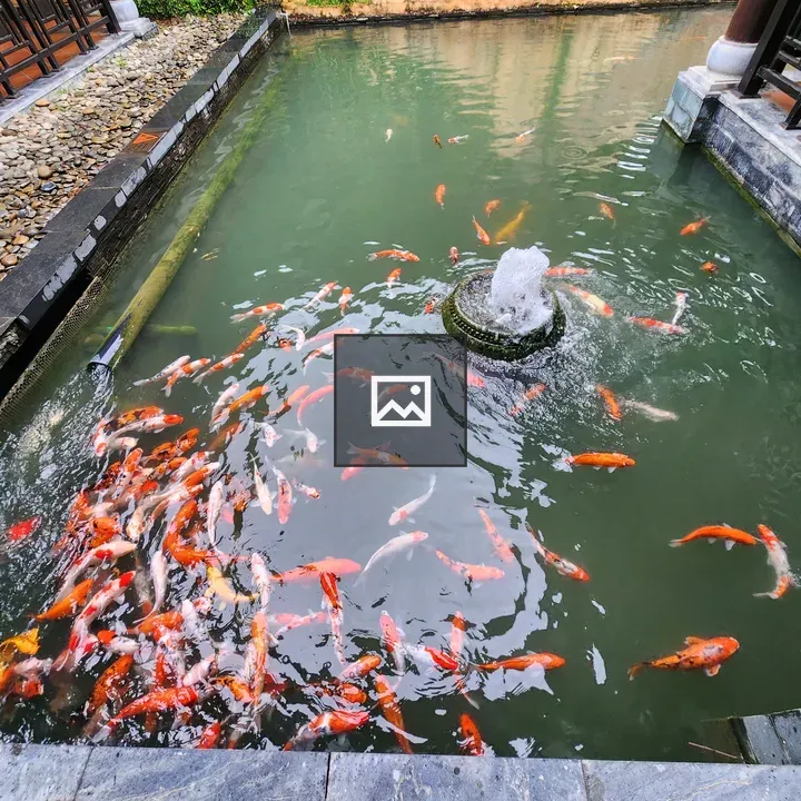 Koi fish pond