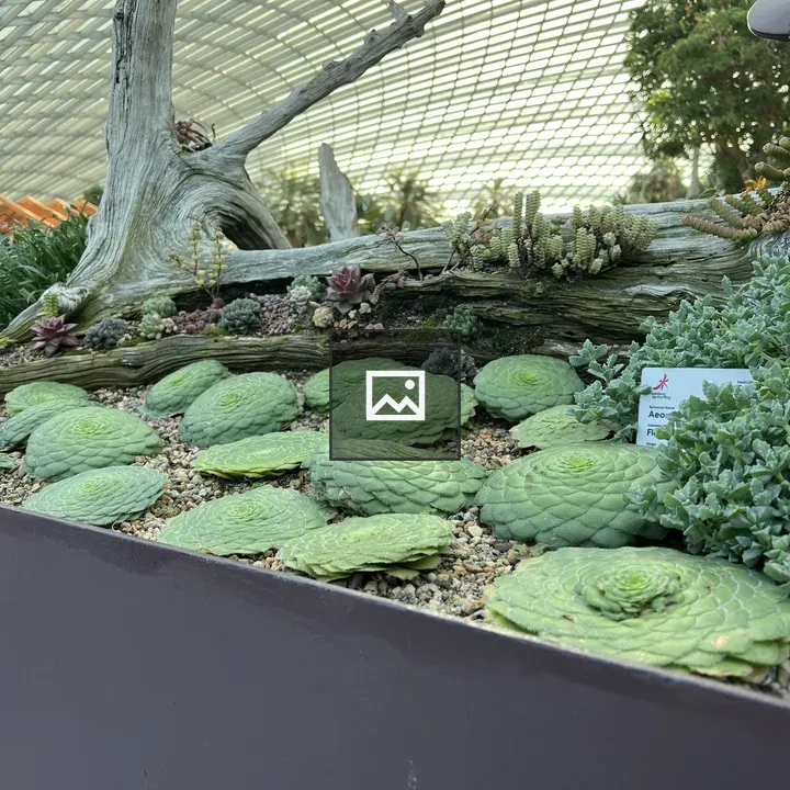 Succulent Garden Display