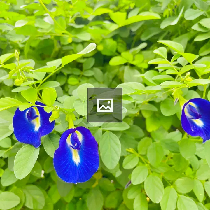 Clitoria ternatea Flower in Green Landscape