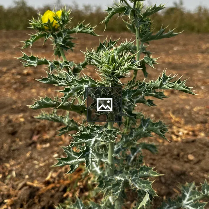 Close-up of spiky green plant with yellow flowers