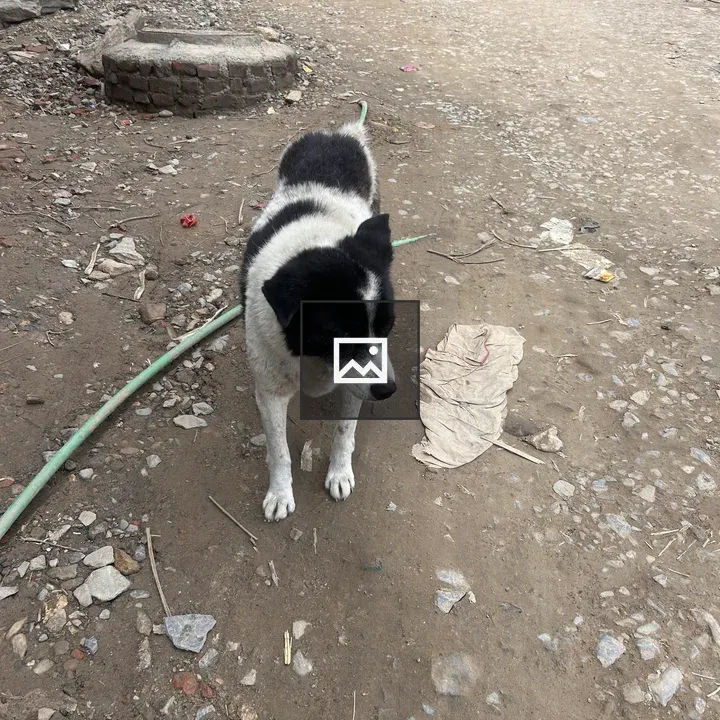 Black and white dog on dirt road