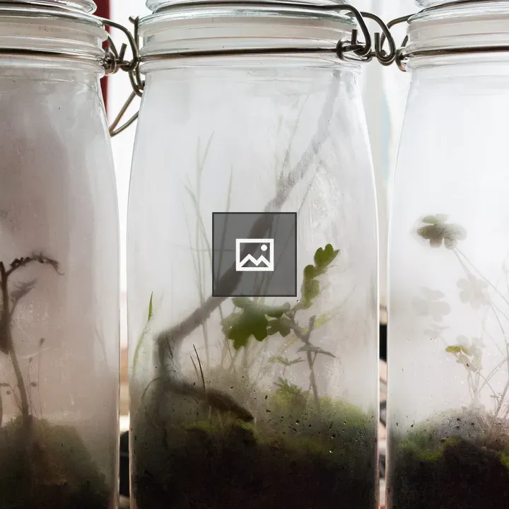 Three glass jar terrariums