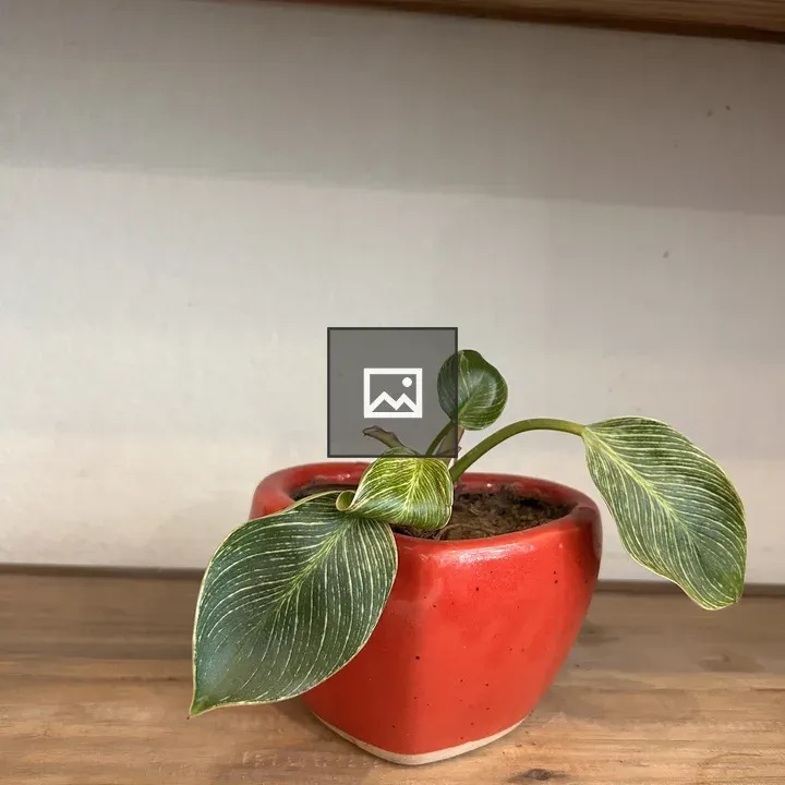 Potted plant with yellow veining
