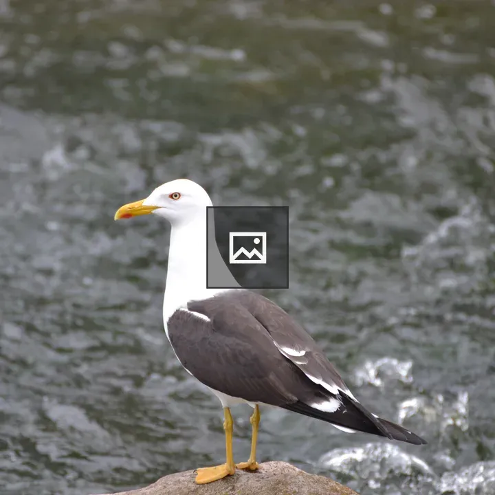 Gull on rock in water