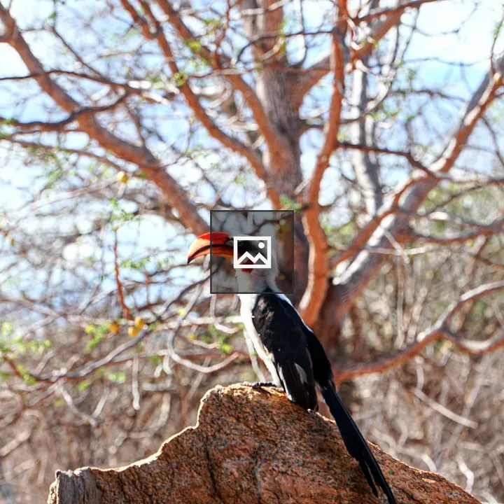 Jackson’s Hornbill in Kenya