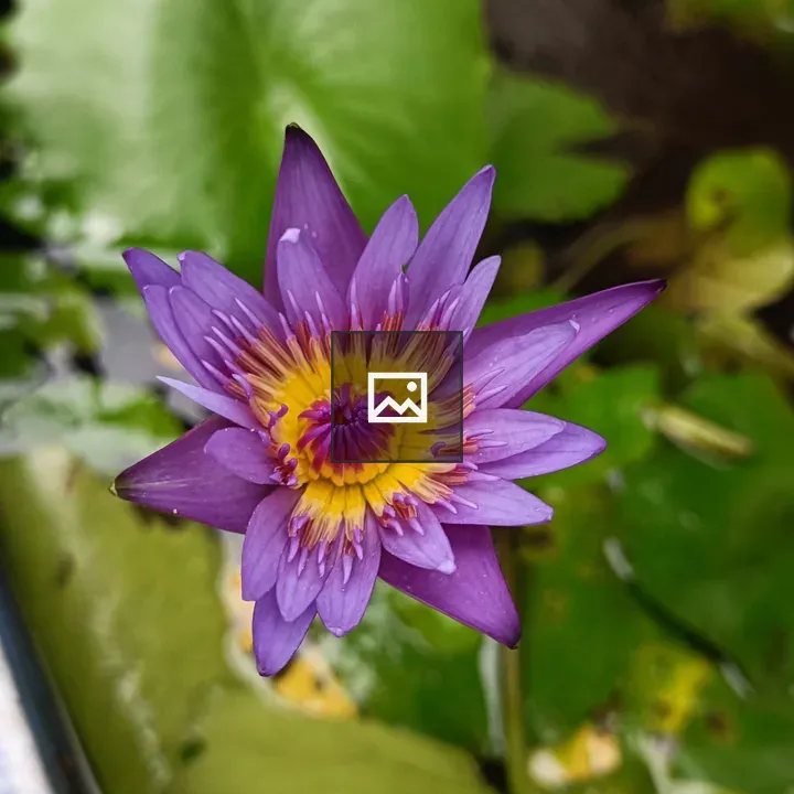 Water lily on calm pond