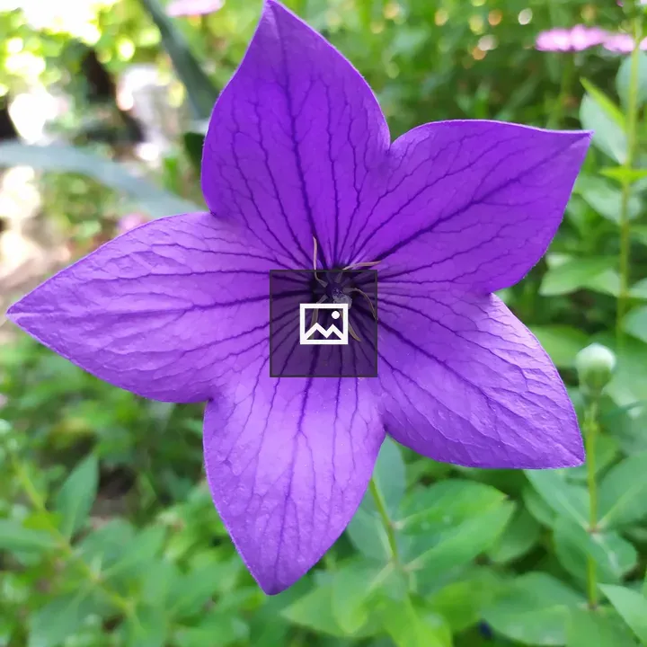 Purple flower