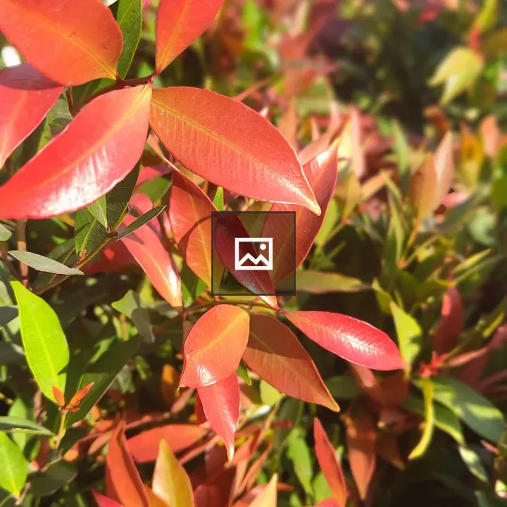 Leaves in a Garden