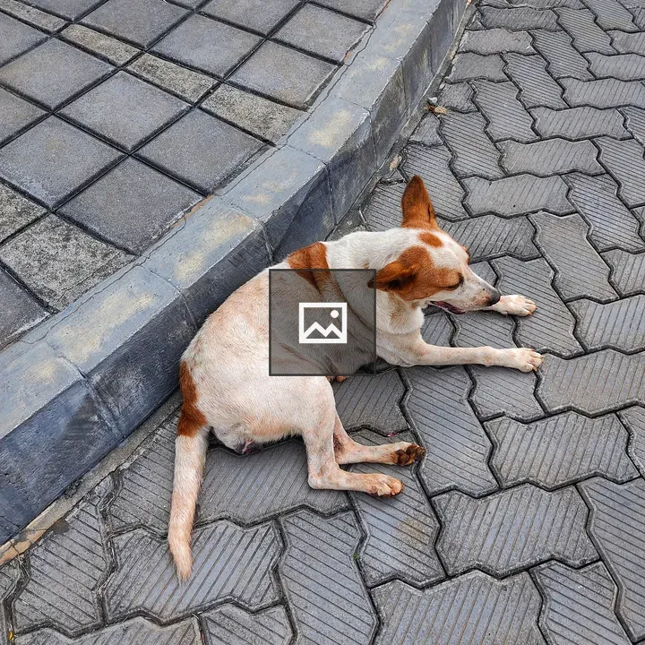 Dog sitting on street