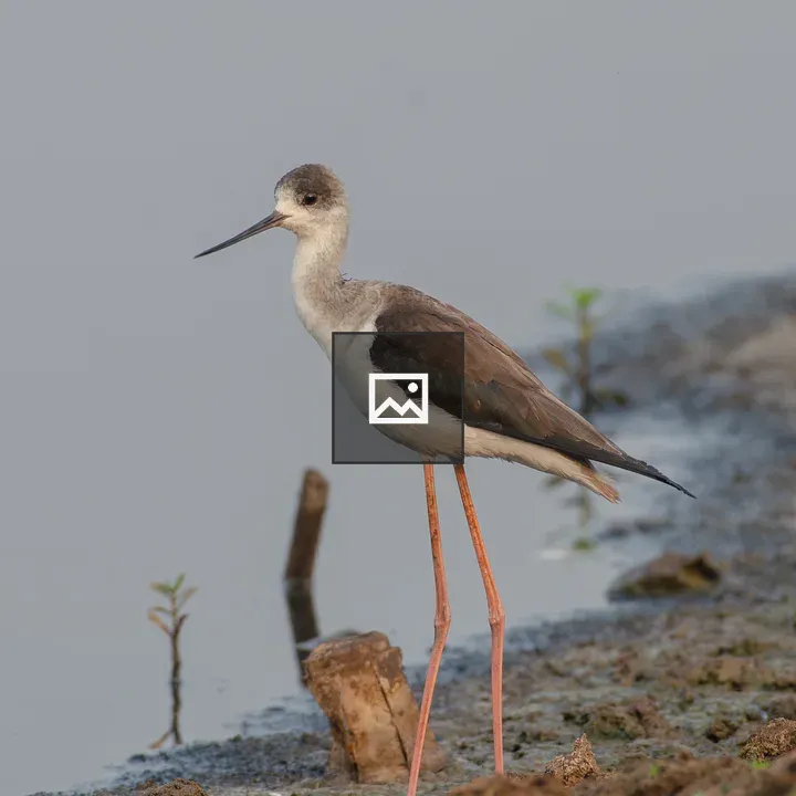 Black-winged Stilt by Wateredge