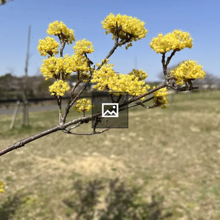 Branches with yellow flowers