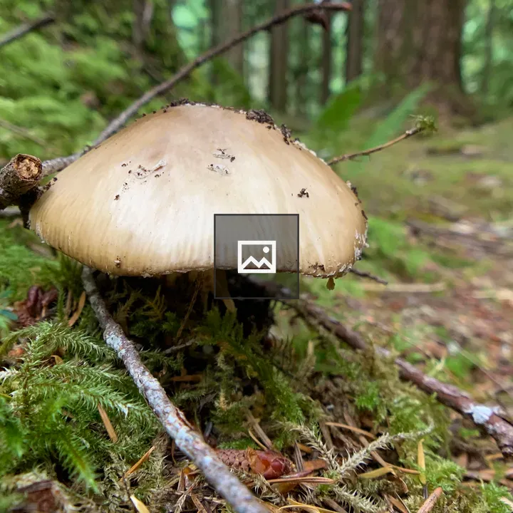 Mushroom Fungus Growing In The Forest Moss