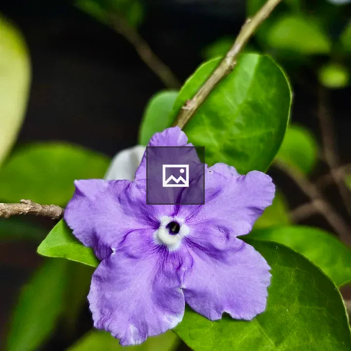 Purple flower among green leaves