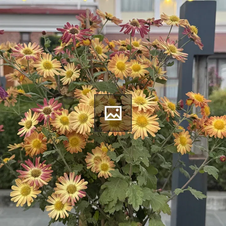 Chrysanthemum Bouquet in Green Foliage