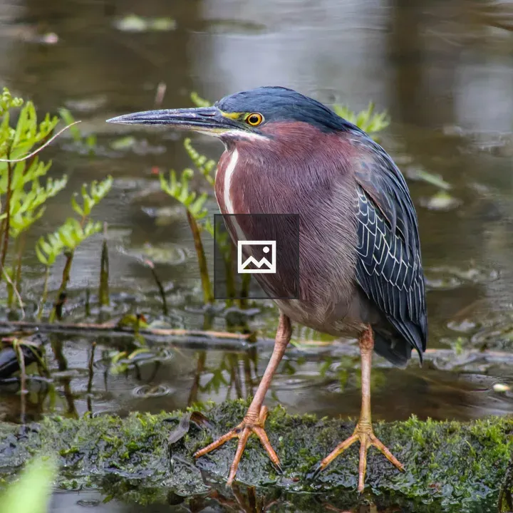 Green heron in swamp