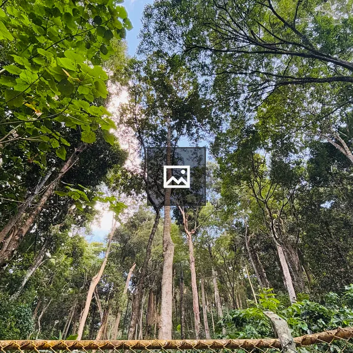 Tall Trees Looking Up