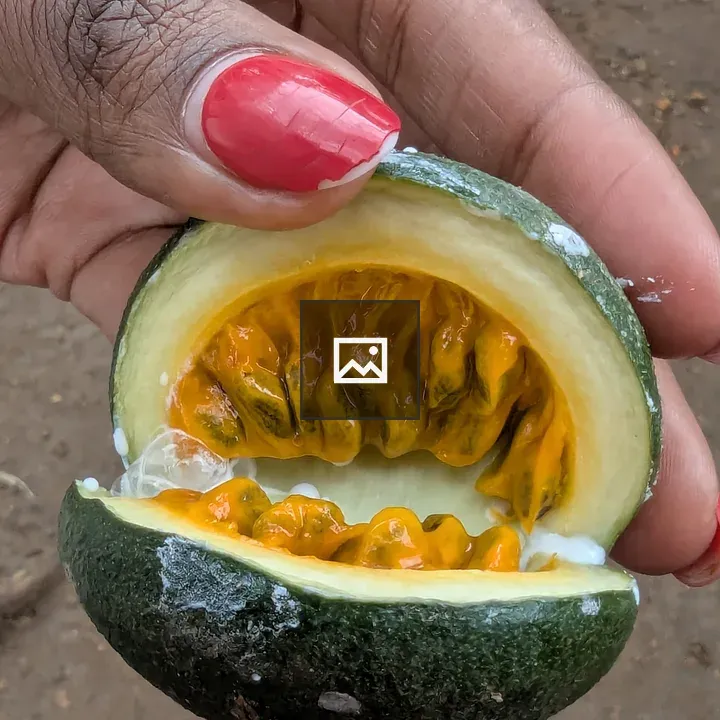 Hand holding green fruit with orange seeds